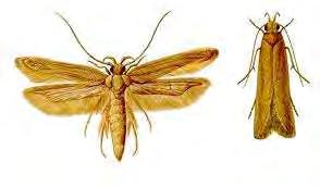 2.2. ΛΕΠΙΔΟΠΤΕΡΑ 2.2.1 Οικογένεια Gelechiidae α) Sitotroga cerealella: Σιτότρωγα. Μορφολογία: οι πτέρυγες είναι κροσσωτές μυτερές, με χρώμα κίτρινο τεφρό οι πρόσθιες και τεφρό οι οπίσθιες.