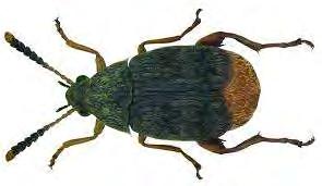 Εικόνα 3: Ακμαίο A. obtectus (http://en.wikipedia.org/wiki/acanthoscelides) 2.1.3 Οικογένεια Bostrychidae α) Rhizopertha dominica: Σκαθάρι του ρυζιού.