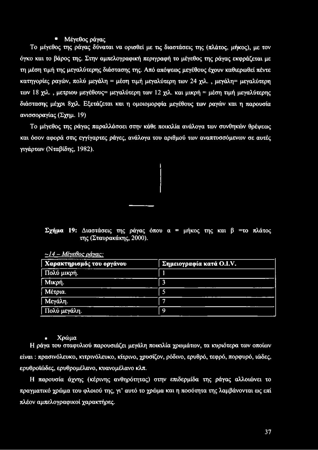 Από απόψεως μεγέθους έχουν καθιερωθεί πέντε κατηγορίες ραγών, πολύ μεγάλη = μέση τιμή μεγαλύτερη των 24 χιλ., μεγάλη= μεγαλύτερη των 18 χιλ., μέτριου μεγέθους= μεγαλύτερη των 12 χιλ.