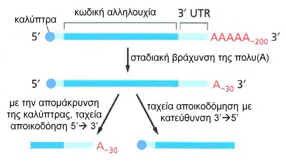 (cleavage-stimulating factor) διεγείρων παράγοντας τμήσης, PABPII: (poly(a) binding protein) πρωτεΐνη πρόσδεσης στην πολυ(α) ουρά [52]. 1.