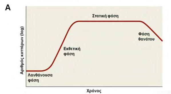 Εικόνα 11. Α. Διαγραμματική απεικόνιση της βακτηριακής ανάπτυξης (σε αριθμό κυττάρων) στο πέρασμα του χρόνου (Pearson Education, Benjamin Cummings, 2006). Β.