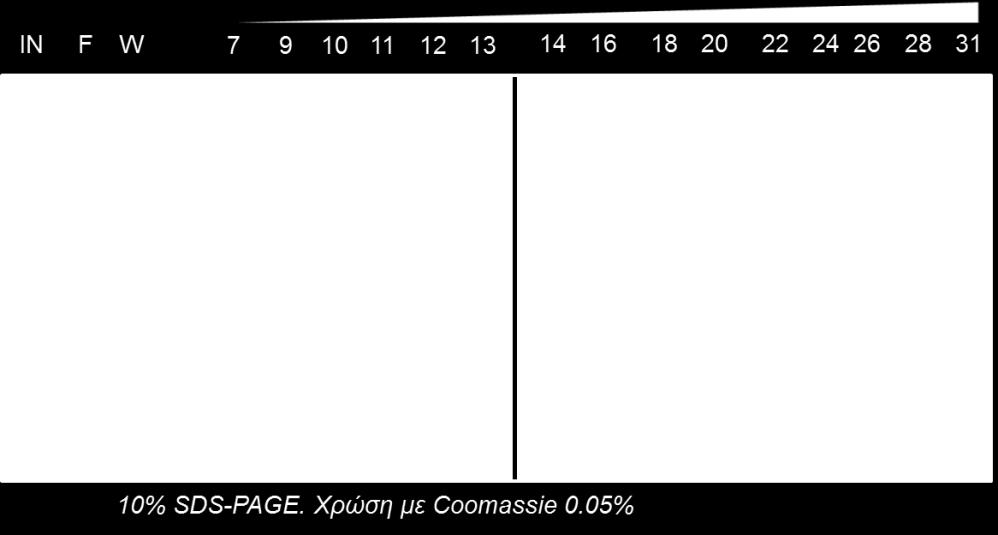 εκπλύθηκαν από αυτή, 3: κλάσμα έκπλυσης,11,13-31: έκλουση με βαθμίδωση συγκέντρωσης αυξανόμενη 5%/mL, αριστερά και Μ: Δείκτης μοριακών βαρών).