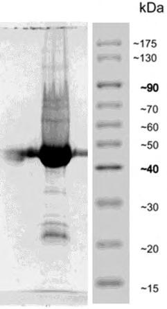 Συμπυκωμένη AtHesp 2,7mg/mL, 10% SDS-PAGE. Χρώση με Coomassie 0.
