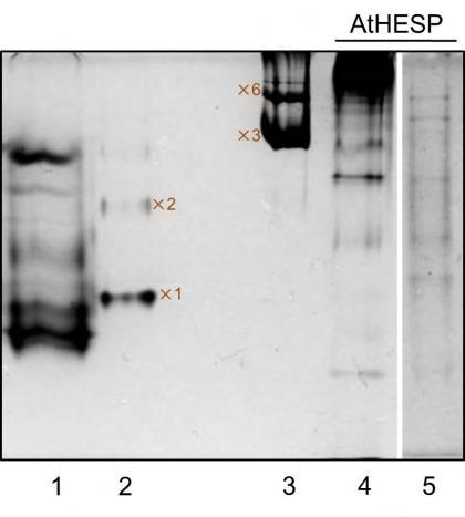 Εικόνα 32. 10% Native-PAGE. Οι διαδρομές 1-3 αντιπροσωπεύουν τους δείκτες γνωστών μοριακών βαρών. 1. Chicken egg albumin 45kDa, 2. BSA x1: 66kDa, x2: 132kDa, 3. Urease x3: 272kDa, 6x: Urease 545kDa.