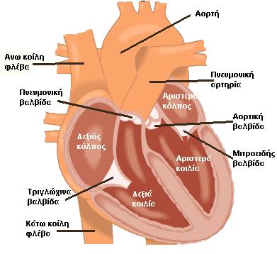 5 Εικόνα 1. Ανατομία της καρδιάς Η μιτροειδής ή διγλώχινα βαλβίδα είναι ευρύτερη και επιτρέπει την δίοδο του αίματος με κατεύθυνση μόνο από τον αριστερό κόλπο προς την αριστερή κοιλία.