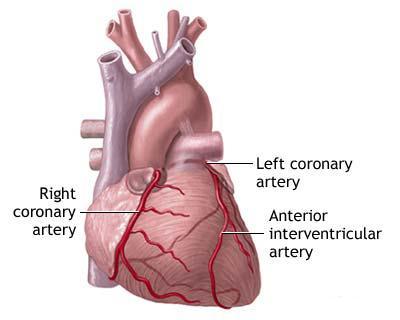 8 Εικόνα 2. Στεφανιαία κυκλοφορία πρόσθια όψη (Left coronary artery = αριστερή στεφανιαία αρτηρία, Anterior artery = πρόσθιος κατιών κλάδος, Right coronary artery = δεξιά στεφανιαία αρτηρία).