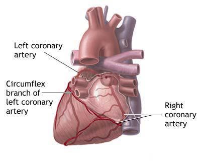 9 φλέβες καταλήγουν στο στεφανιαίο κόλπο, ο οποίος βρίσκεται στη φρενική επιφάνεια της καρδιάς. Ο στεφανιαίος κόλπος εκβάλλει στο δεξιό κόλπο της καρδιάς, στο κάτω του τοίχωμα 1-4. Εικόνα 3.