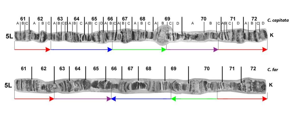 C C. capitata C C. fasciventris Εικόνα 48: Σύγκριση των πολυταινικών χρωμοσωμικών βραχιόνων 5L των ειδών Ceratitis capitata και Ceratitis fasciventris.