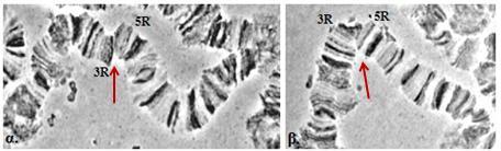 fasciventris, με τη μέθοδο του υβριδισμού in situ. Οι απομονωμένες ακολουθίες DNA που χρησιμοποιήθηκαν ως ανιχνευτές προέρχονται από τα είδη B. oleae, B. tryoni και C. capitatα.