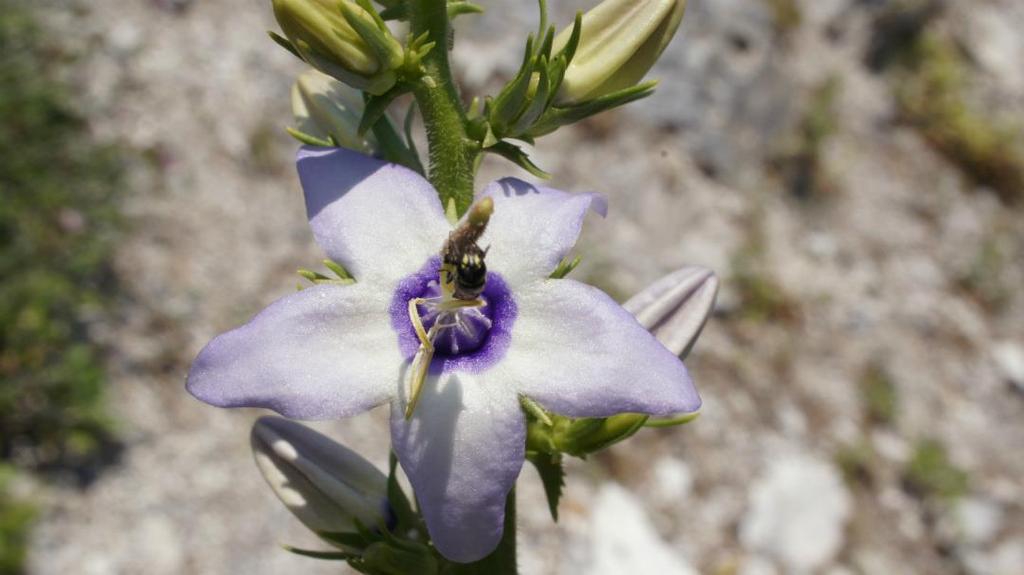 6.5 Τρόπος πολλαπλασιασμού Εγκατάσταση της Campanula versicolor Η Campanula versicolor ανθίζει από τον Ιούλιο έως τα τέλη Οκτωβρίου και οι σπόροι της ωριμάζουν από Αύγουστο έως Οκτώβριο.