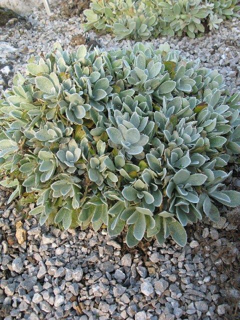 Αριστερά: Σπόροι-Καρποφορία Paeonia clusii Δεξιά: