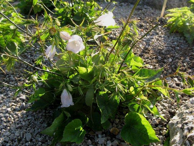 net,5/05/2014,19:00) Εικόνα 23: Η Campanula cretica στον