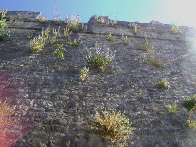 Εικόνα 50: Μακρινό πλάνο φυτού Campanula versicolor πάνω