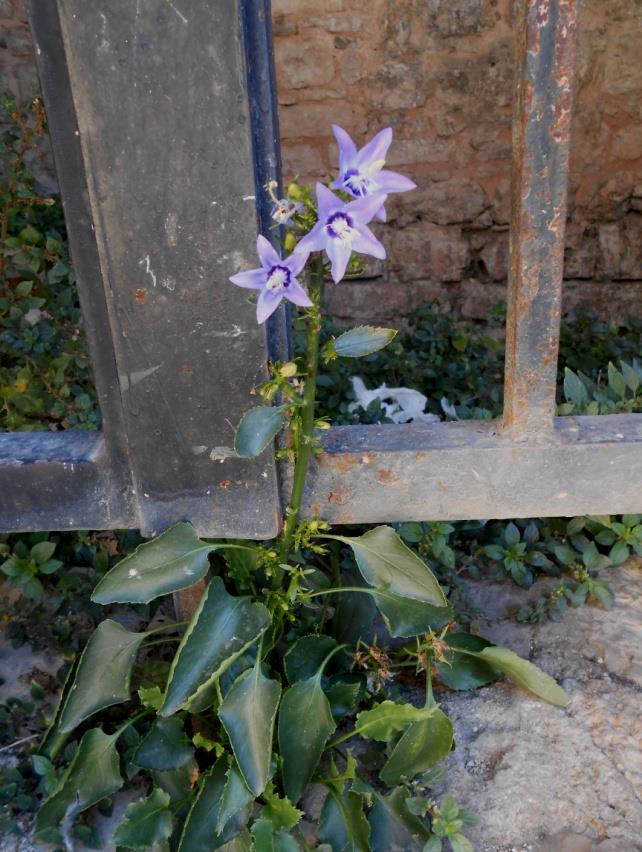 Εικόνα 55: Πλάνο φυτού Campanula versicolor πάνω