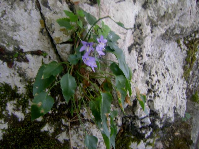 Εικόνα 60: Κοντινό πλάνο φυτού Campanula versicolor