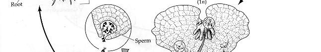 differentiates both archegonia and antheridia on one individual.