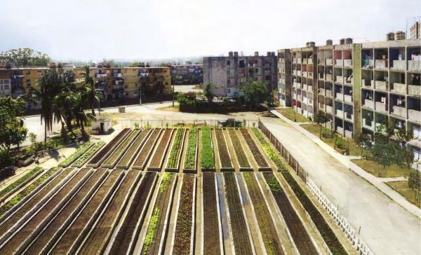 τους Υπαίθριους Χώρους τις Μεταφορές την Ενεργειακή Ταυτότητα τη Διαχείριση του νερού και των λυμάτων τη Διαχείριση των απορριμμάτων 44 Παράδειγμα αστικής καλλιέργειας σε οικιστική περιοχή Πηγή: