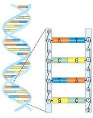 Σχήμα 1.1.3 Η διπλή έλικα του DNA.