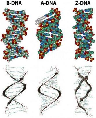 Σχήμα 1.2.1: Οι διαμορφώσεις του DNA 1.