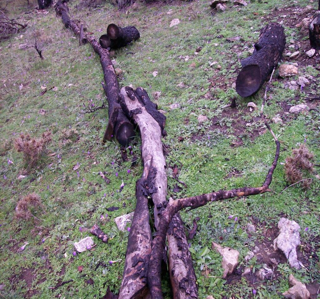 Συµπεράσµατα Καµία επίδραση των κορµοσειρών Η