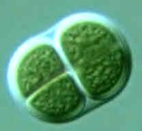 - Jednoćelijske Chroococcus sp. Razmnožavanje MZ algi 1) Vegatativno 2) bespolno (bez zoospora) -Polni proces nije poznat!