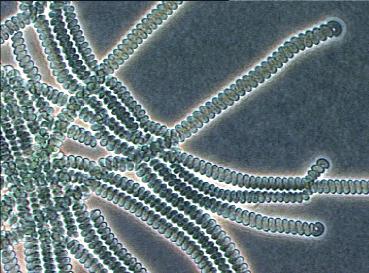 Klasa Hormogoniophyceae - najveći broj vrsta, trihalne alge, plazmodezme, Red Morfologija Reprodukcija Oscillatoriales Končaste negranate alge