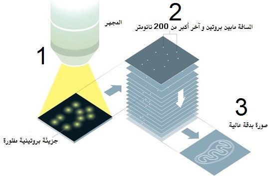 3( 9. تنش ط نبضة من ضوء ضعيف جزءا من مجمل البروتينات المتأل قة حيث تكون المسافة بين بروتينات الجزء المنش ط أكبر من 2.