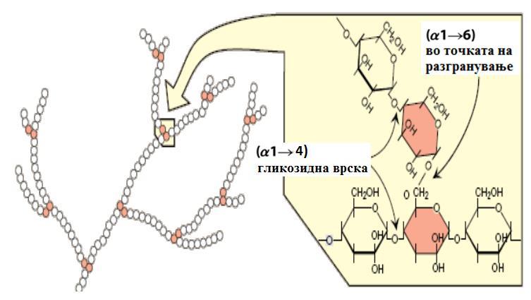 АМИЛОПЕКТИН Амилопектин: разгранет полимер на D-глукоза, низите се изградени од 24-30 глукозни