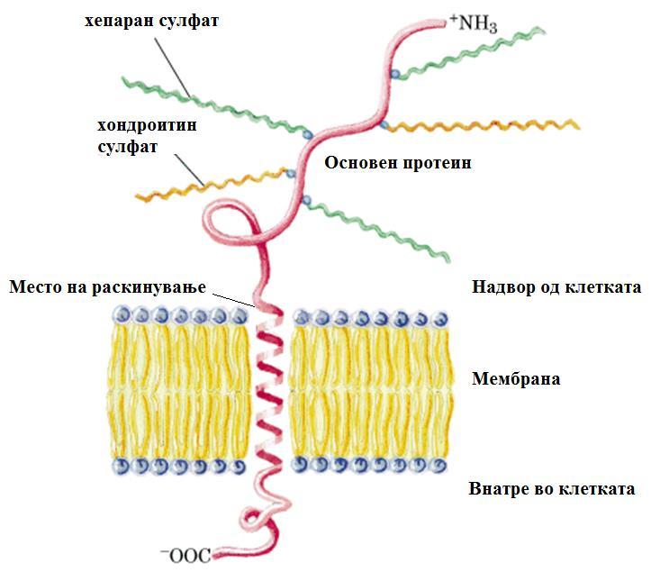 МАМБРАНСКИ ПРОТЕОГЛИКАНИ Фамилии мембрански протеогликани на хепаран сулфат: Синдекани и Глипикани Градба на синдекан: трансмембрански и екстрацелуларен домен, од три до пет низи на хепаран сулфат,