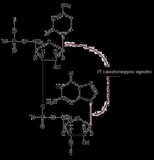 ГЛИКОЗИДНА ВРСКА Врската може да биде О-гликозидна врска (дисахариди) и N-гликозидна.