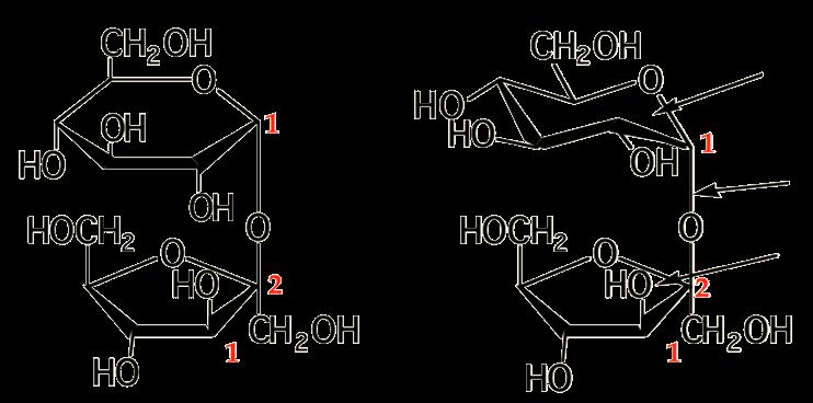 ДИСАХАРИДИ ОД ТРЕХАЛОЗЕН ТИП Единица на α-dглукопираноза α-1,2-гликозидна врска Единица на β-dфруктофураноза Сахароза и трехалоза Во образување на О-гликозидната врска учествуваат