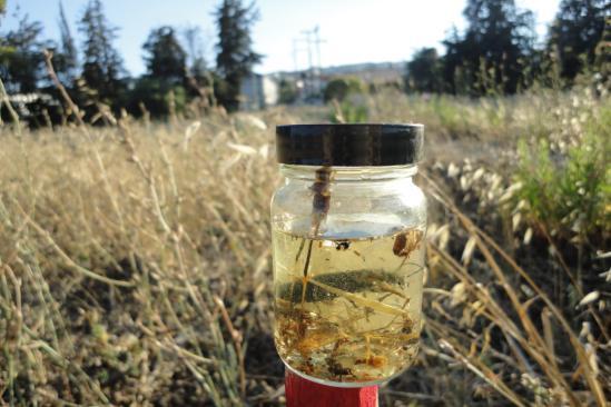 Κεφάλαιο 2 35 εξαίρεση την υποκλάση Acari, όπου καταγράφονταν ο συνολικός αριθμός των συλληφθέντων ατόμων.