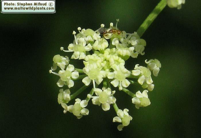 Τα άνθη είναι ερμαφρόδιτα, μικρά, λευκά ή λευκοπράσινα πενταμερή.