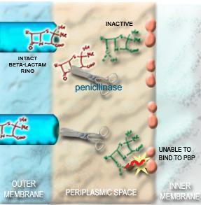 Απενεργοποίθςθ αντιβιοτικοφ (τροποποίθςθ ι αποδόμθςθ) Υδρόλυςθ β-λακτάμθσ ςε πενικιλίνεσ και κεφαλοςπορίνεσ (λακταμάςθ)