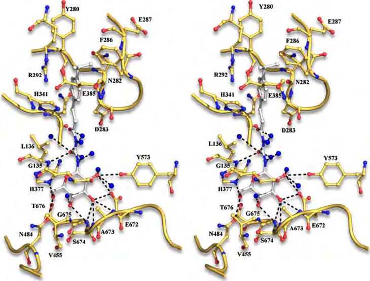 the two inhibitors on the 280s loop is similar and the 280s loop has a similar conformation in both complexes (RMSD value of 0.98 Å upon superposition of residues 282-287 in the two complexes).