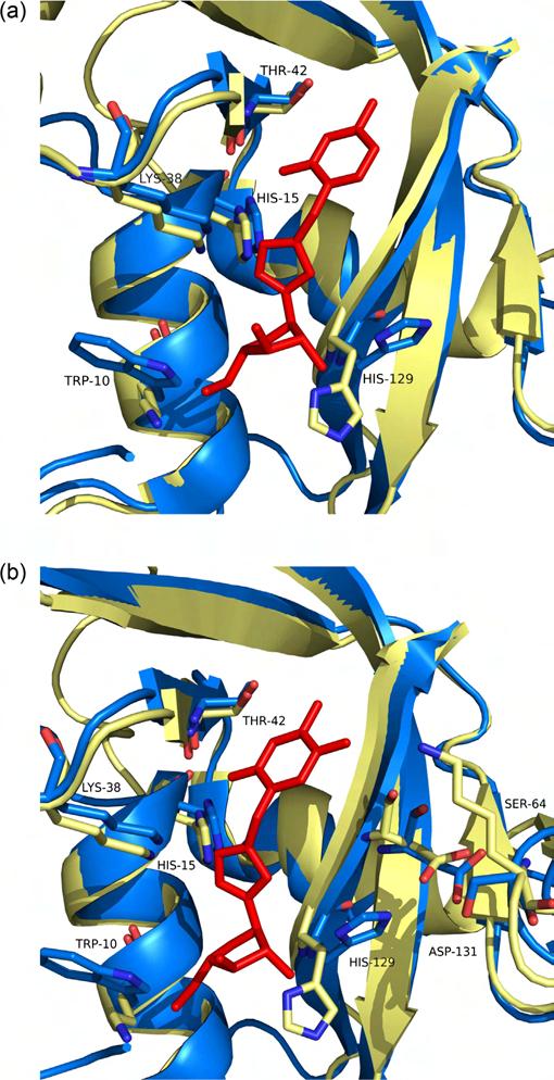 (b) Stereo views of the superimposed structures of ED 11c complex and Rase A. Fig. 3. The interactions between ED and molecule III (a), I (b) from modeling.