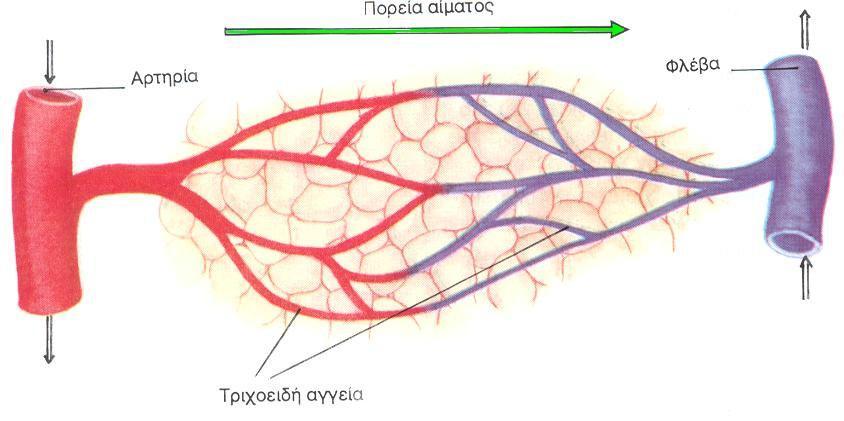 Ροι αίματοσ ςτα