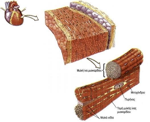 Ο μυϊκόσ ιςτόσ τθσ καρδιάσ (μυοκάρδιο) ζχει μζγεκοσ μεγάλθσ γροκιάσ.