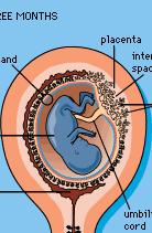 Τοποθετήστε στα βέλη τις λέξεις : πλακούντας, ομφάλιος λώρος, αμνιακό υγρό Ο εμβρυικός δίσκος είναι μια μάζα η οποία θα εξελιχτεί σε