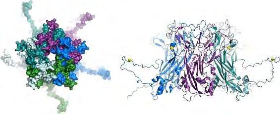 Κεφάλαιο 1ο Εισαγωγή Η καψιδιακή πρωτεΐνη L1, μοριακού βάρους 55kDa, σχηματίζει την εξωτερική επιφάνεια του ώριμου καψιδίου και μεσολαβεί στην αρχική προσκόλληση του ιού στον ξενιστή.