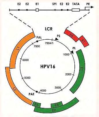 Κεφάλαιο 1ο Εισαγωγή 1.4. Οργάνωση του γονιδιώματος Όπως έχει ήδη αναφερθεί, το γονιδίωμα των HPVs είναι ένα δίκλωνο, κυκλικό μόριο DNA μήκους περίπου 8000bp.