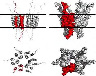 Κεφάλαιο 1ο Εισαγωγή 1.4.4. Η ιική πρωτεΐνη Ε5 Η Ε5 πρωτεΐνη των HPVs είναι μικρή διαμεμβρανική πρωτεΐνη μήκους 83 αμινοξέων.