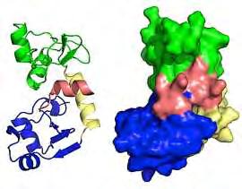 . Εικόνα 1.13. Σχηματική αναπαράσταση της πρωτεΐνης Ε6, όπου επισημαίνονται τα κύρια λειτουργικά της τμήματα.