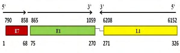 Στη συγκεκριμένη περιοχή ο προσανατολισμός είναι 5-3. Από την θέση 270 έως την θέση 326 αντιστοιχεί η περιοχή του L1 γονιδίου (κίτρινο χρώμα) μεταξύ των νουκλεοτιδίων 6208 και 6152.