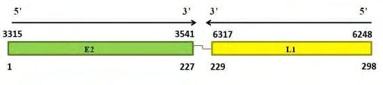 Κεφάλαιο 3ο Αποτελέσματα Εικόνα 3.4. Σχηματική αναπαράσταση της αναδιάταξης των γονιδίων Ε2 και L1.