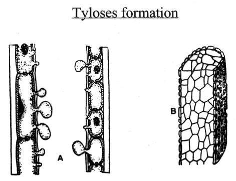 Tyloses develop by large pits (min 8-10 μm) at
