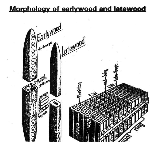 notice cellwall thickness