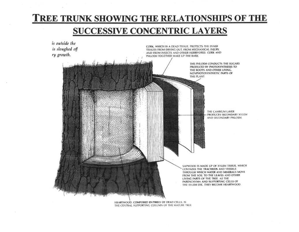 τα διάφορα στρώματα ενός κορμού δένδρου