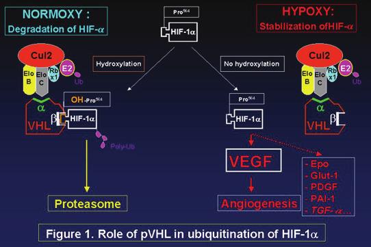 43 Εικόνα 9: ράση της μεταγραφικής οδού HIF-1α/HIF-1β σε συνθήκες υποξίας (Παραχωρήθηκε από VH gene in