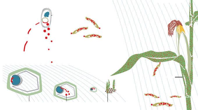 النبات المصاب ضعیف النمو. تستطیع Bacillus thuringiensis لمقاومة أسروعات الفراشات الناریة اكتشف بعض العلماء نوعا من البكتیریات تدعى تركیب بروتین سام بالنسبة للا سروعات وغیر ضار بالنسبة للفقریات.